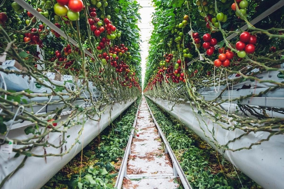 Top 8 Ways To Fertilize Your Tomato Plants For Best Harvest Yet
