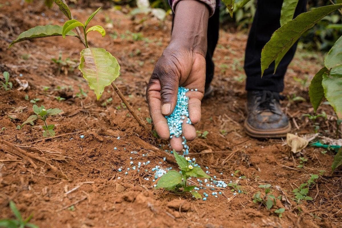 Top 8 Ways To Fertilize Your Tomato Plants For Best Harvest Yet
