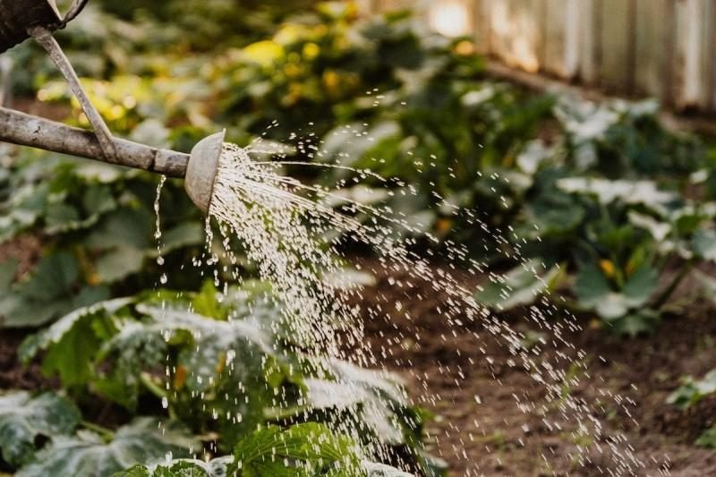 Top 8 Ways To Fertilize Your Tomato Plants For Best Harvest Yet