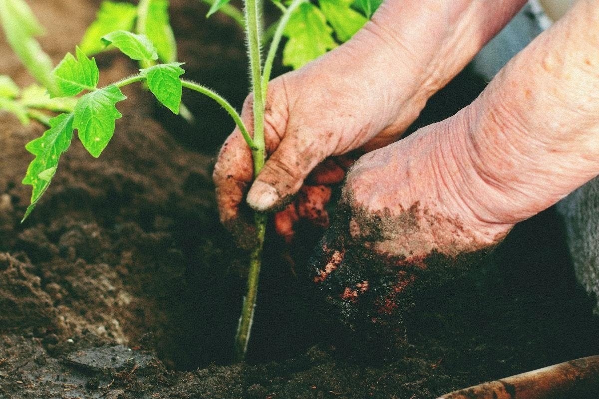 Top 8 Ways To Fertilize Your Tomato Plants For Best Harvest Yet