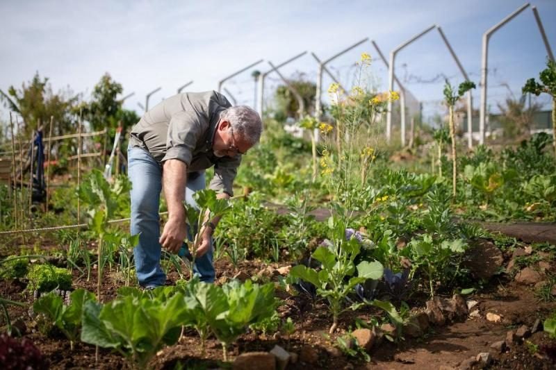 Top 8 Ways To Fertilize Your Tomato Plants For Best Harvest Yet