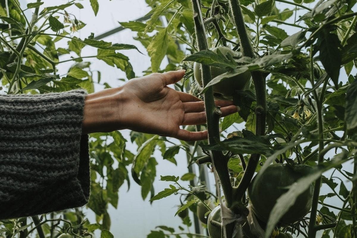 4 Effects Of Epsom Salt Performs On Tomato Plants