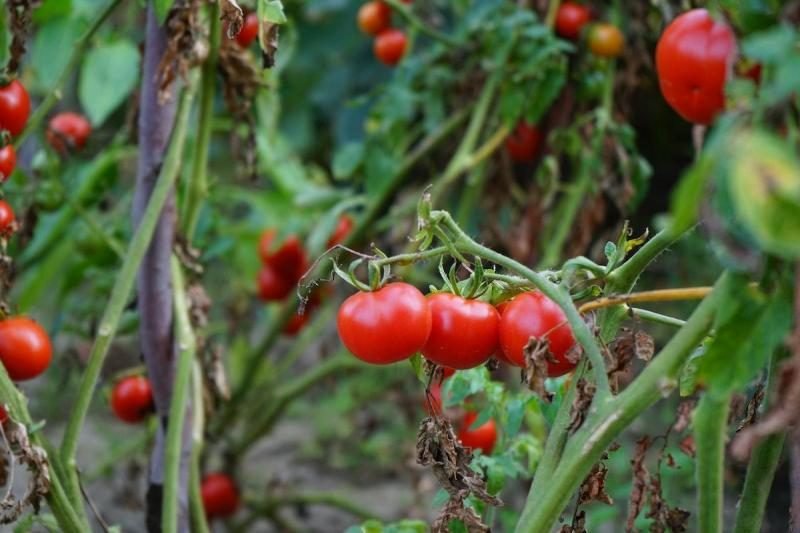 4 Effects Of Epsom Salt Performs On Tomato Plants