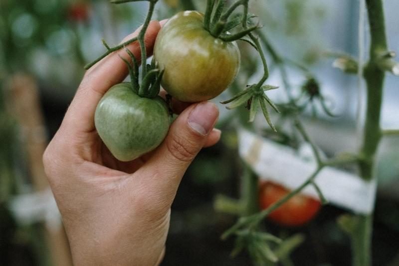 4 Effects Of Epsom Salt Performs On Tomato Plants