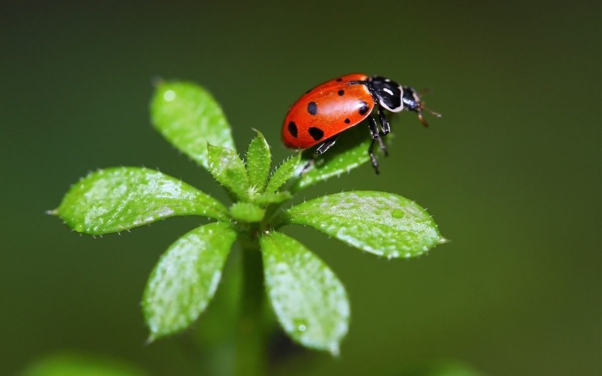 Ladybirds