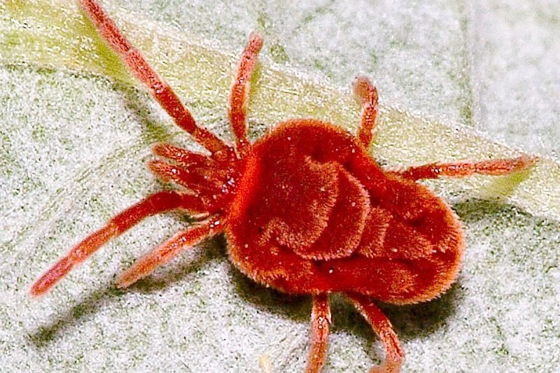Mites