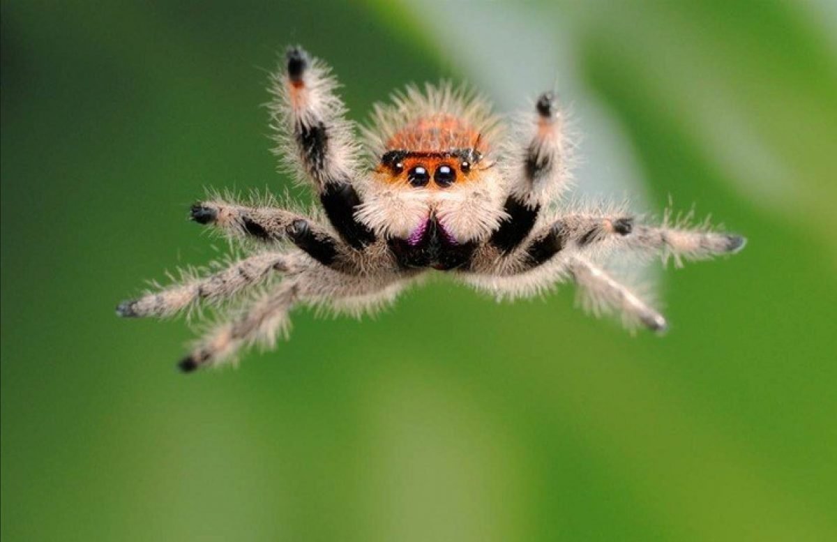 Spiders 