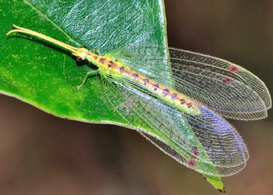 Lacewings
