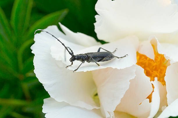 Little pirate bugs