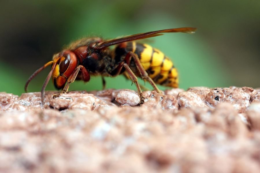 Paper Wasps