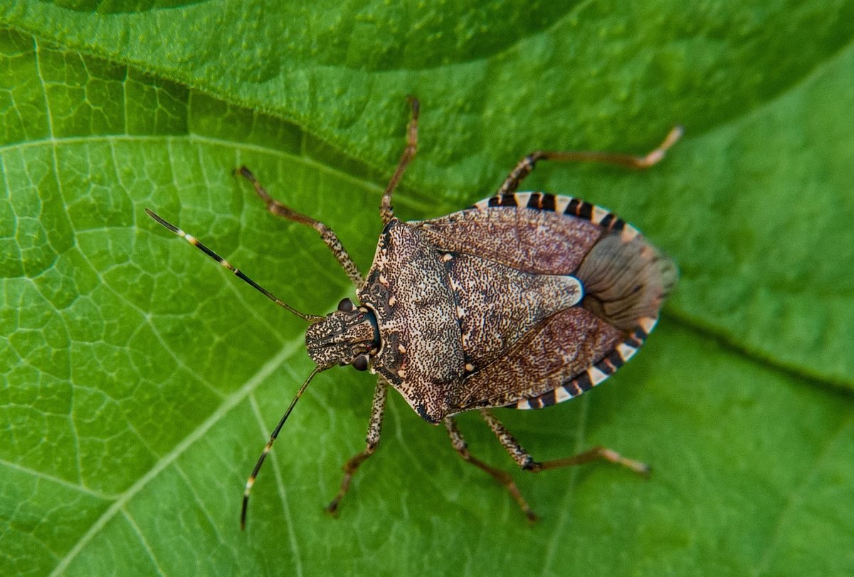 Stink bugs