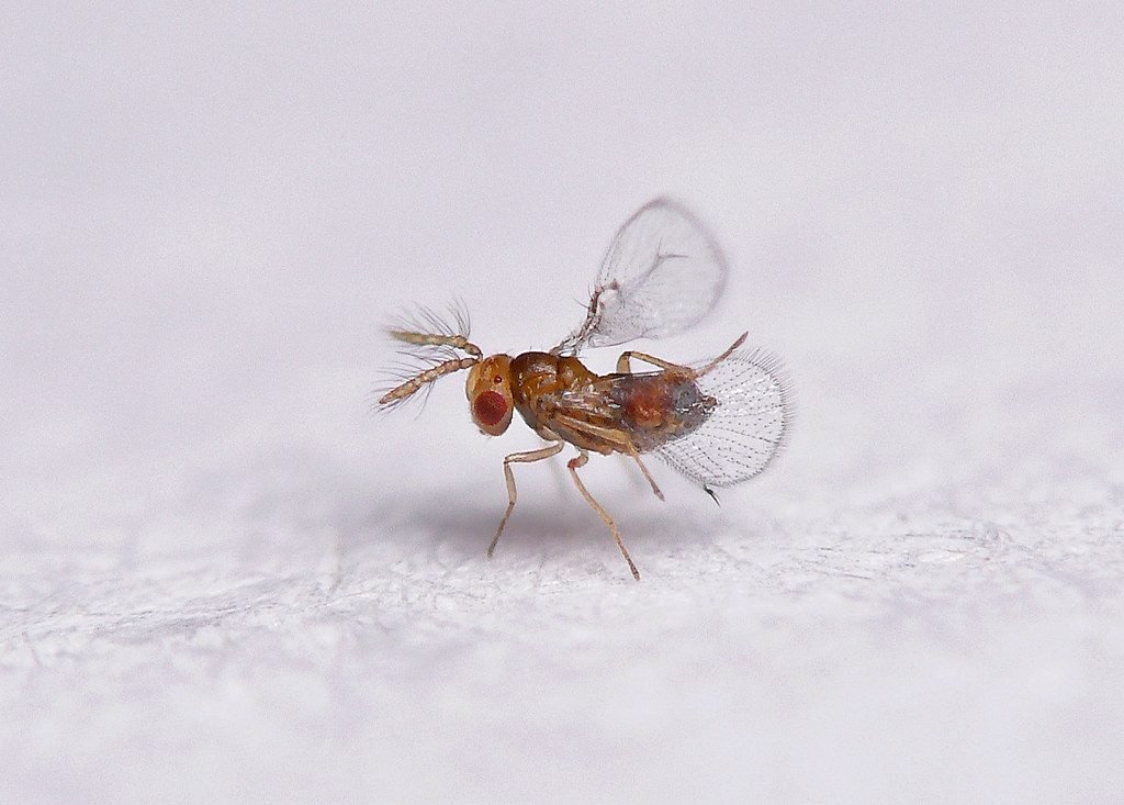 Trichogramma Wasp 