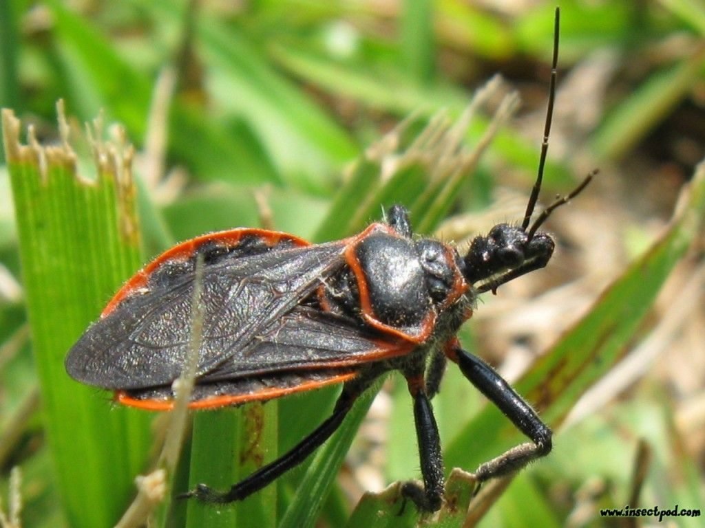 11 Beneficial Bugs That Help Tomato Plants Grow Safe from Pests