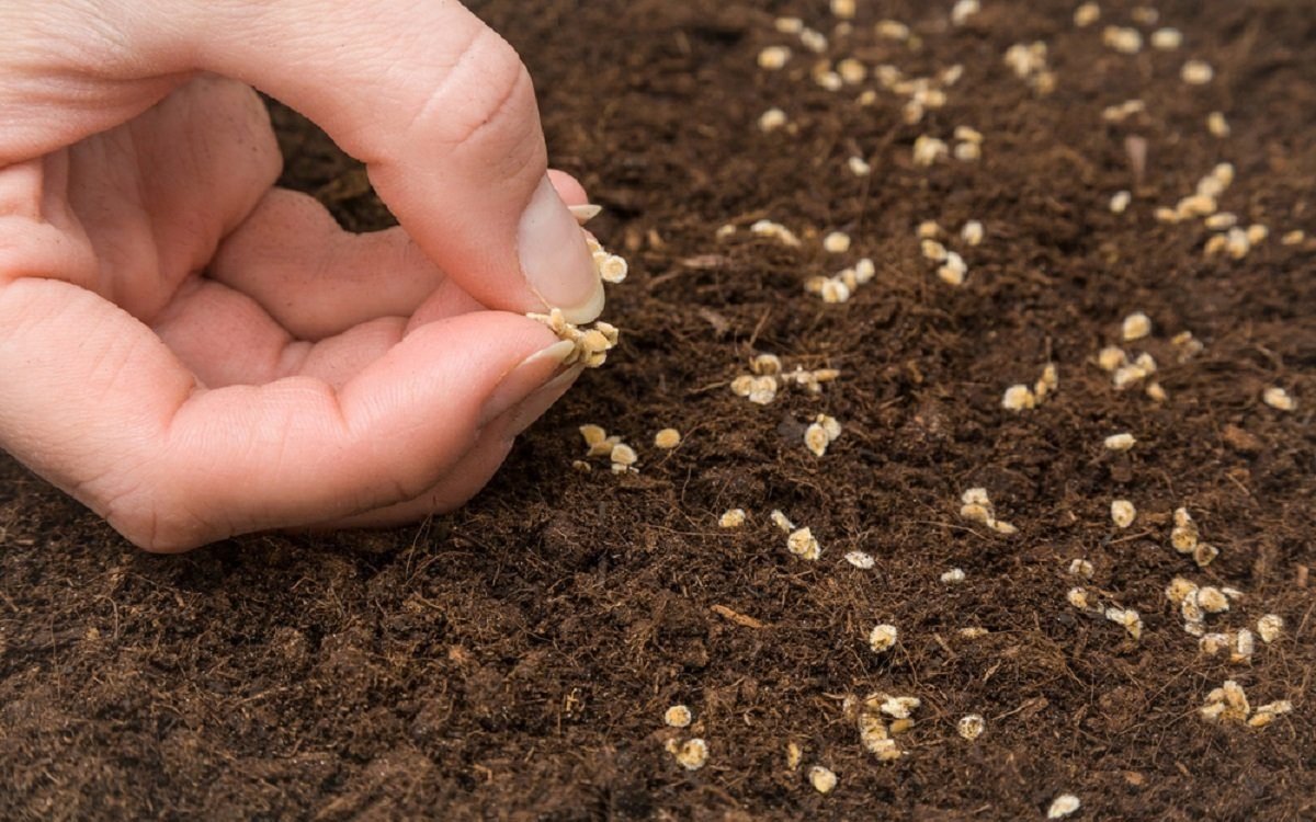 Grow healthy tomatoes from the nursery