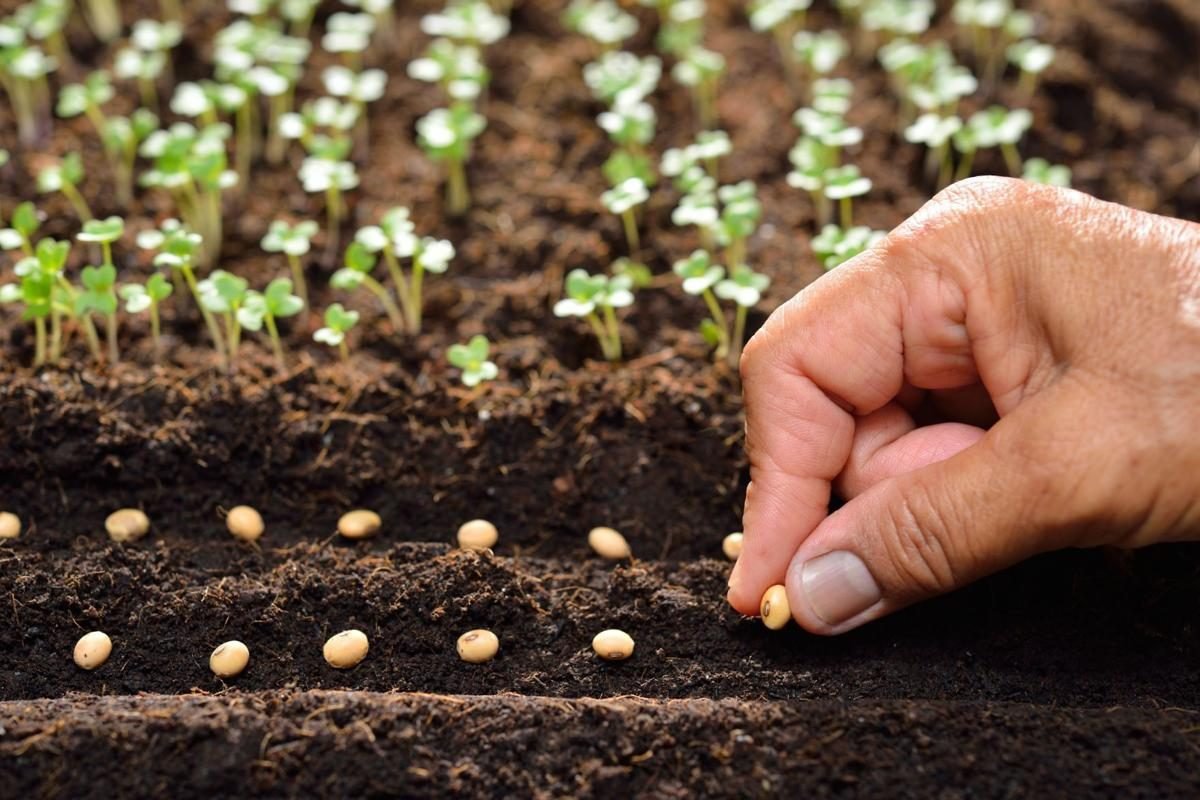Grow healthy tomatoes from the nursery