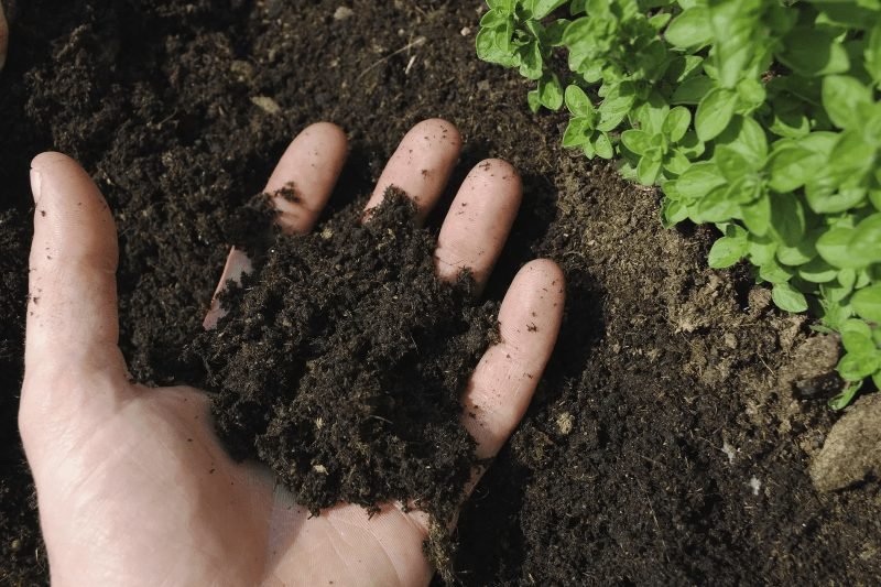 Grow healthy tomatoes from the nursery