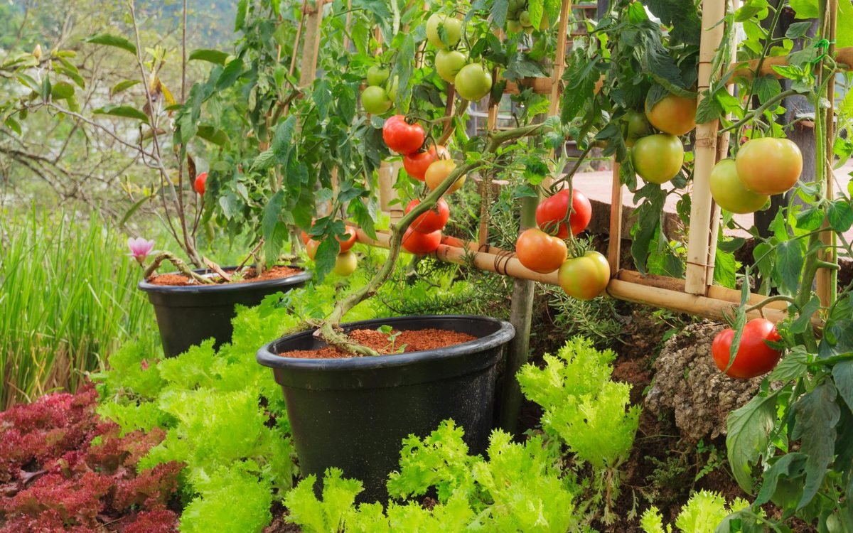 Grow healthy tomatoes from the nursery