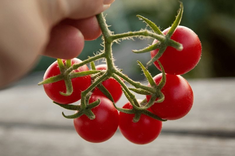 Grow healthy tomatoes from the nursery