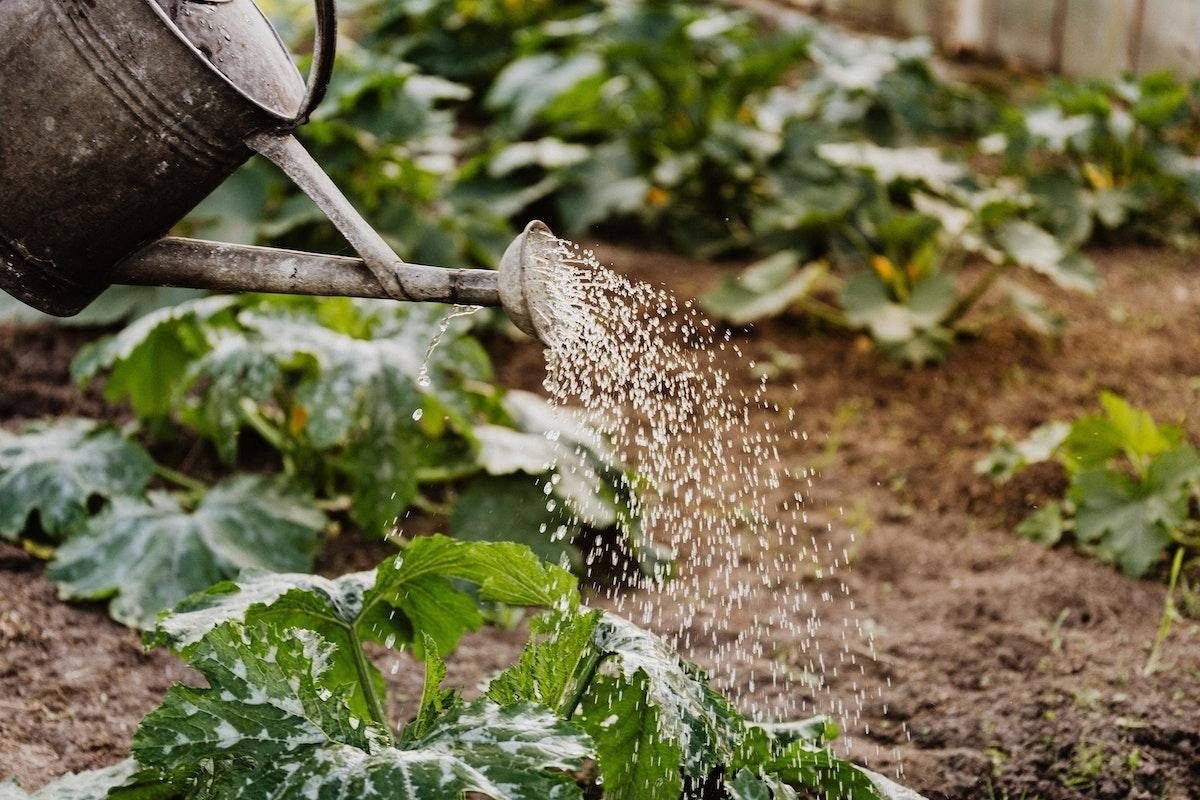 8 Causes and Solutions for Wilting Tomato Plants