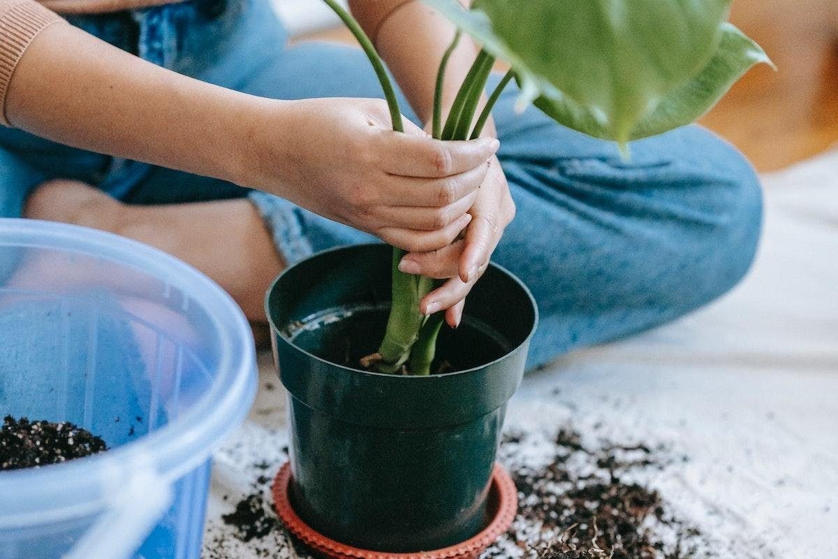 8 Causes and Solutions for Wilting Tomato Plants