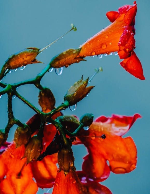 What Causes My Tomato Flowers to Fall Off? 8 Causes and Their Fixations