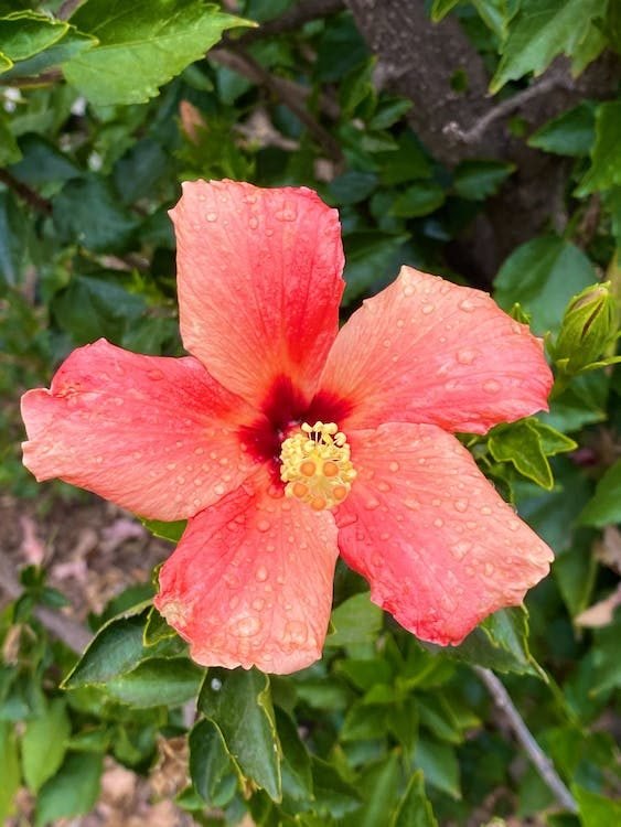 What Causes My Tomato Flowers to Fall Off? 8 Causes and Their Fixations