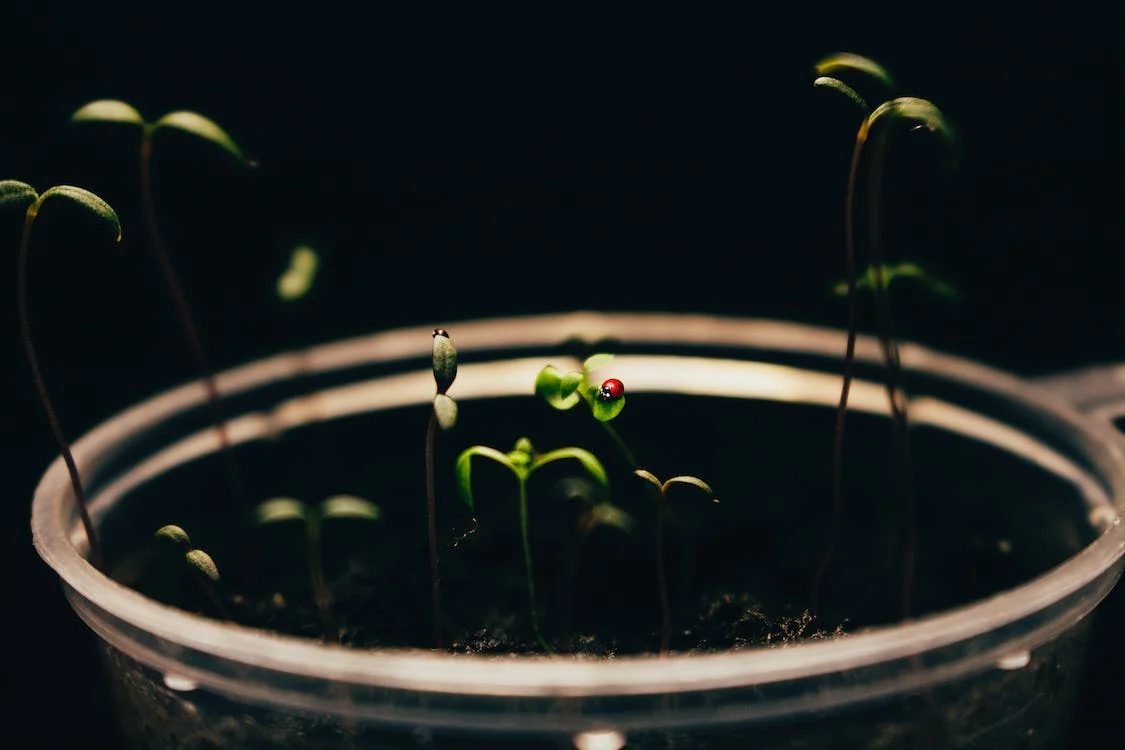 What Causes My Tomato Flowers to Fall Off? 8 Causes and Their Fixations