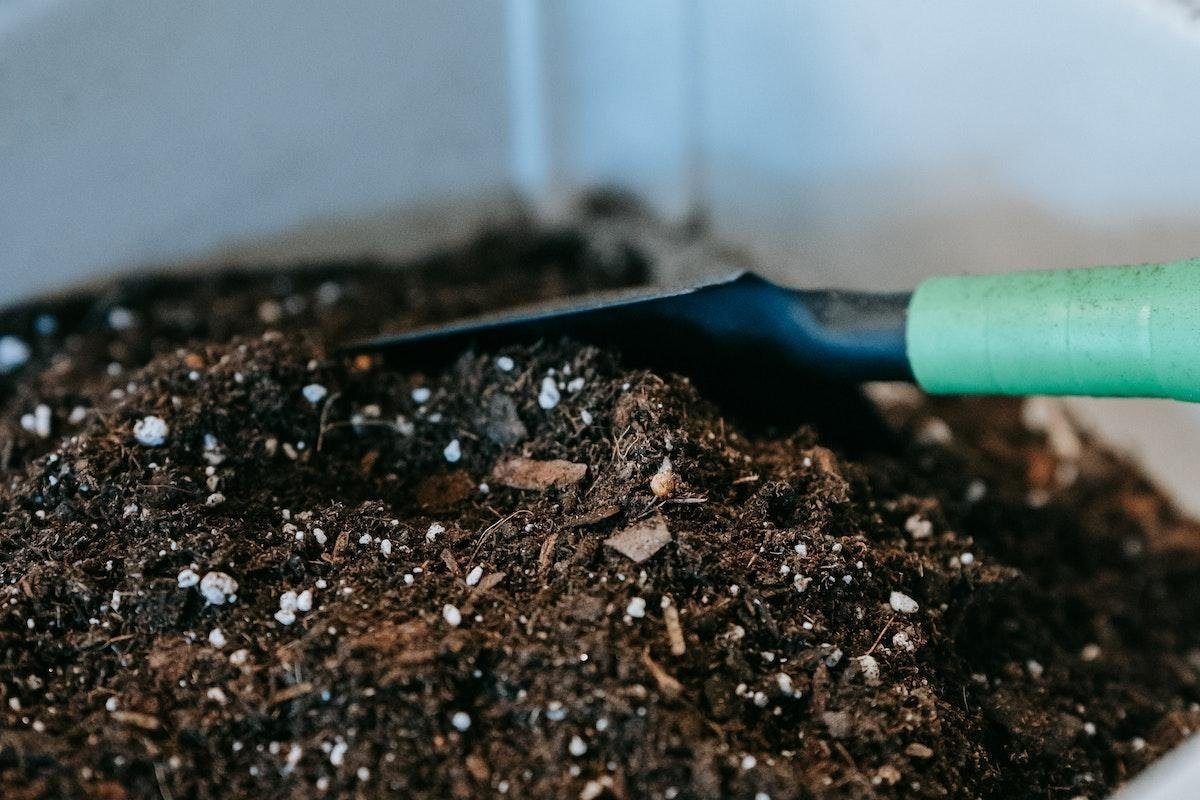 Why Tomato Leaves are Beneficial for Your Garden? (5 Solid Reasons)