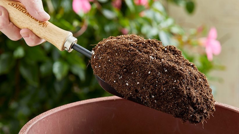 Making a quality potting mixture for your tomato plants.