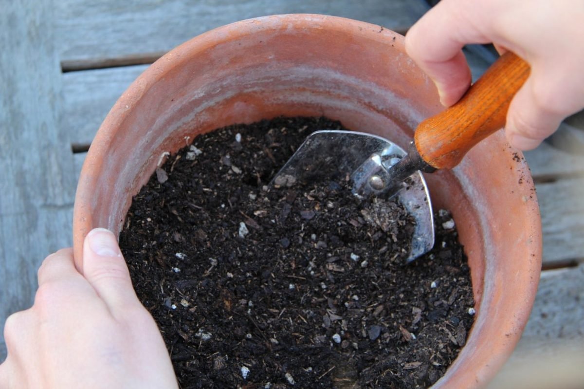 Making a quality potting mixture for your tomato plants.