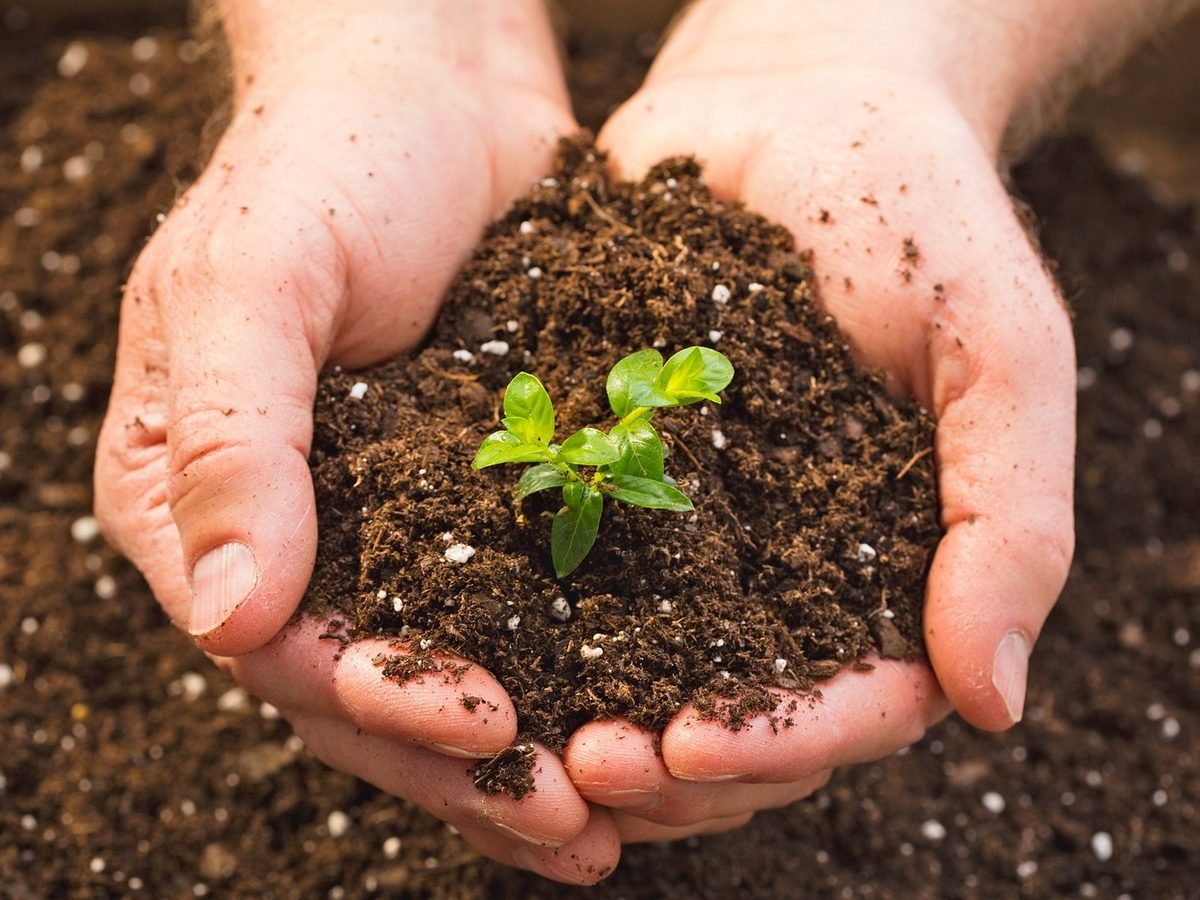 Making a quality potting mixture for your tomato plants.