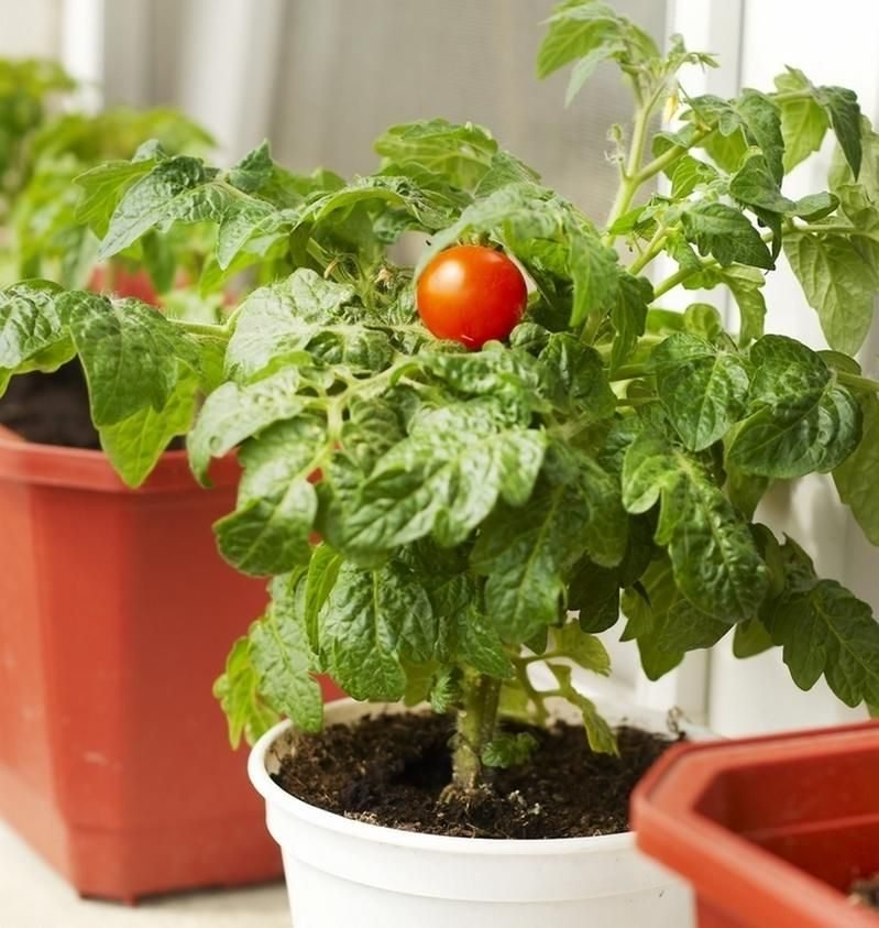 Making a quality potting mixture for your tomato plants.