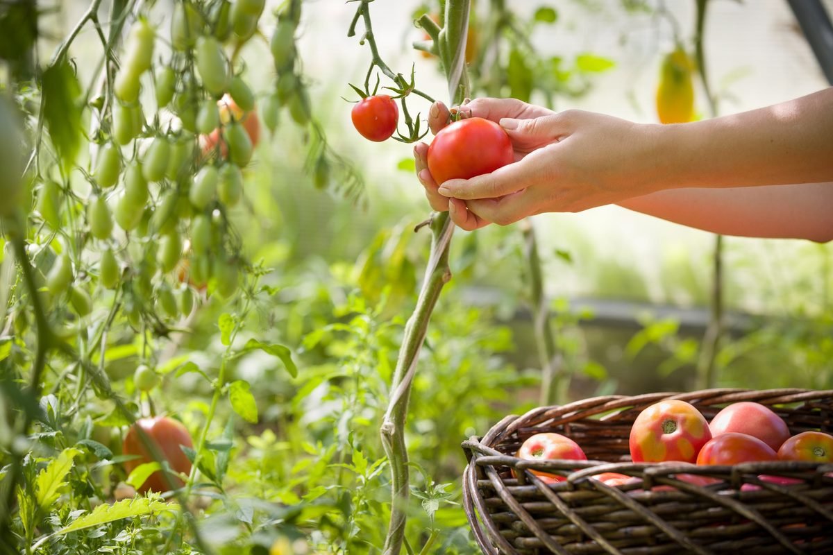 How to maximize the late-season tomato harvest – Some Tips that Work