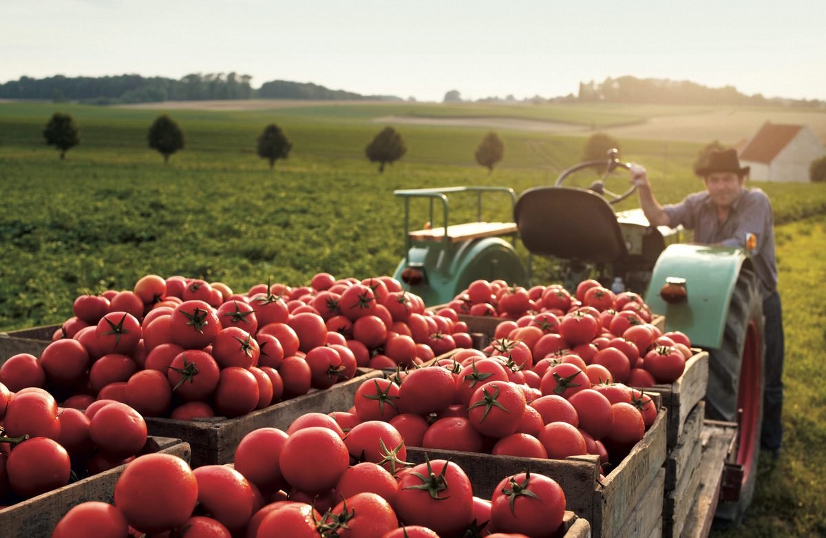 How to maximize the late-season tomato harvest – Some Tips that Work