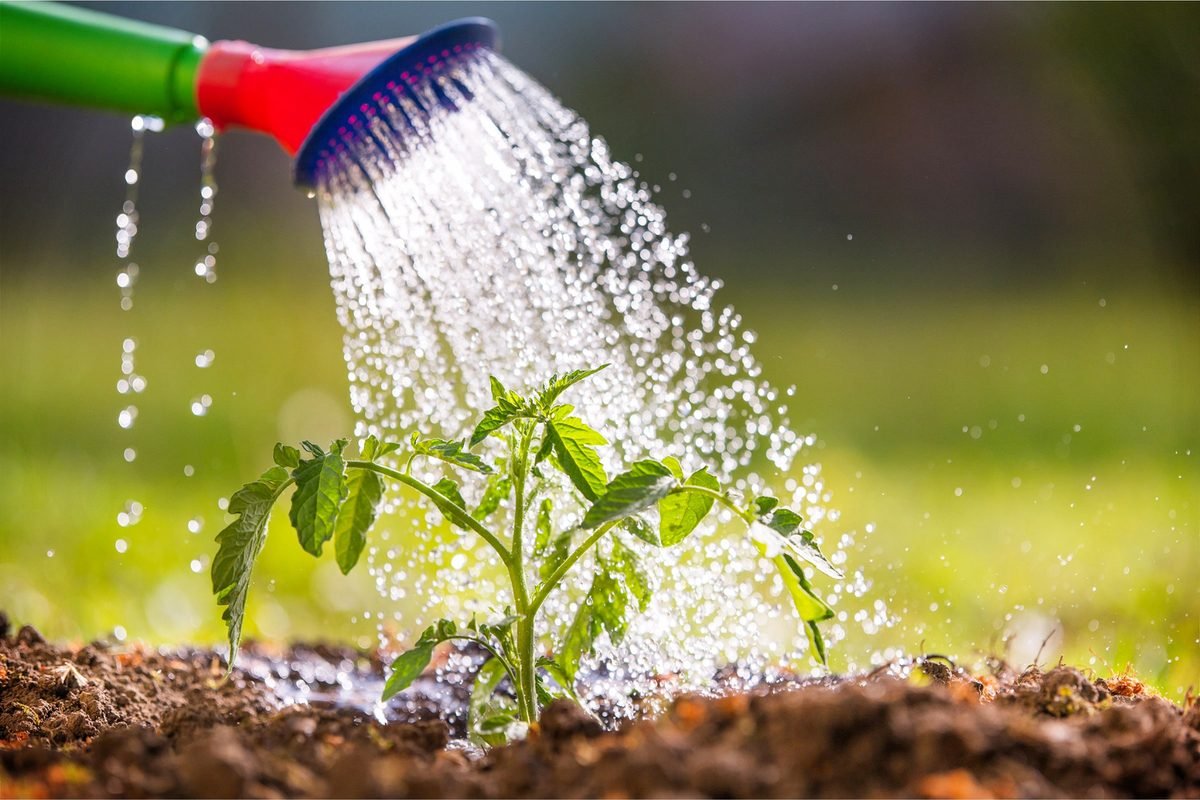 How to maximize the late-season tomato harvest – Some Tips that Work