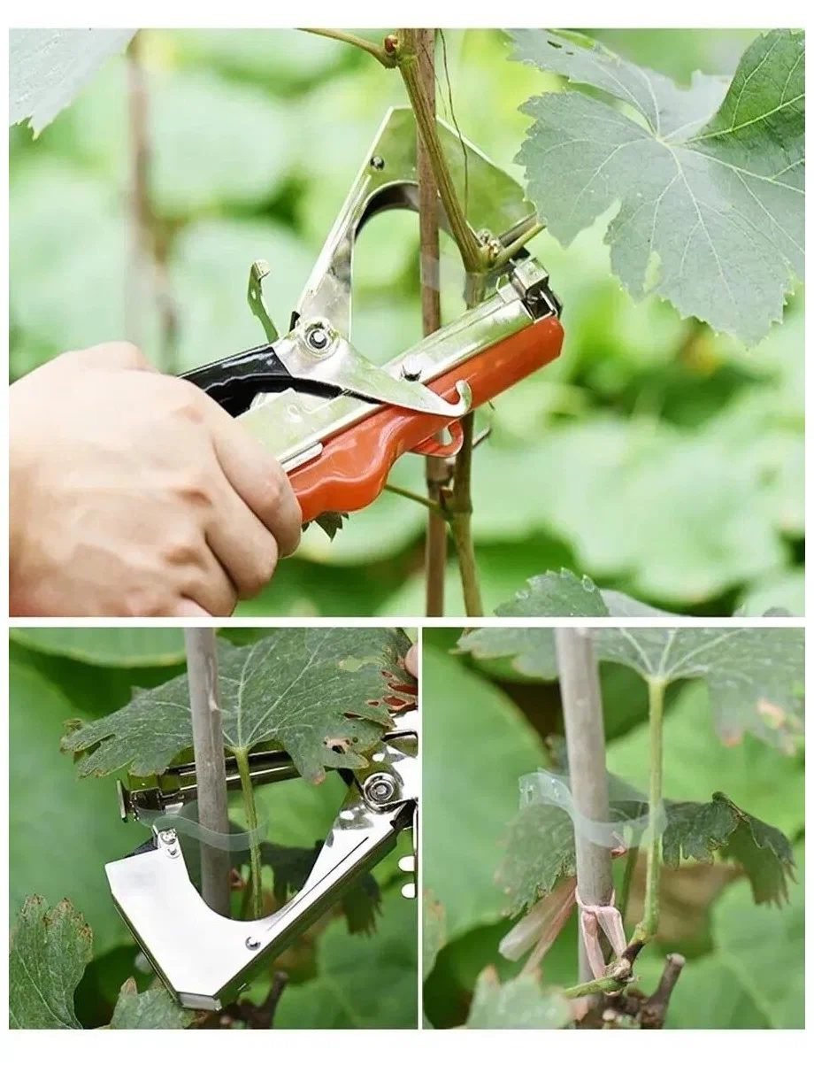How to maximize the late-season tomato harvest – Some Tips that Work