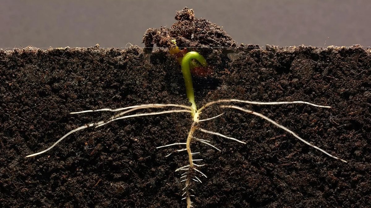 How to maximize the late-season tomato harvest – Some Tips that Work