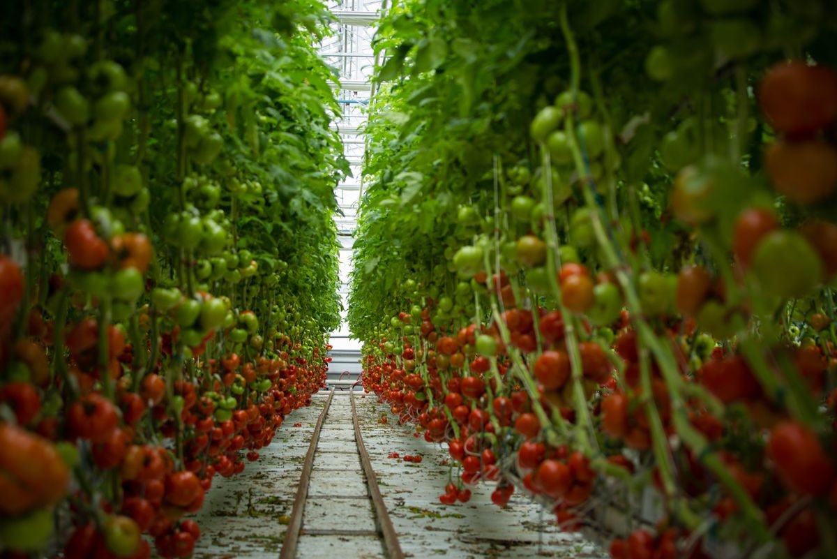 How to maximize the late-season tomato harvest – Some Tips that Work
