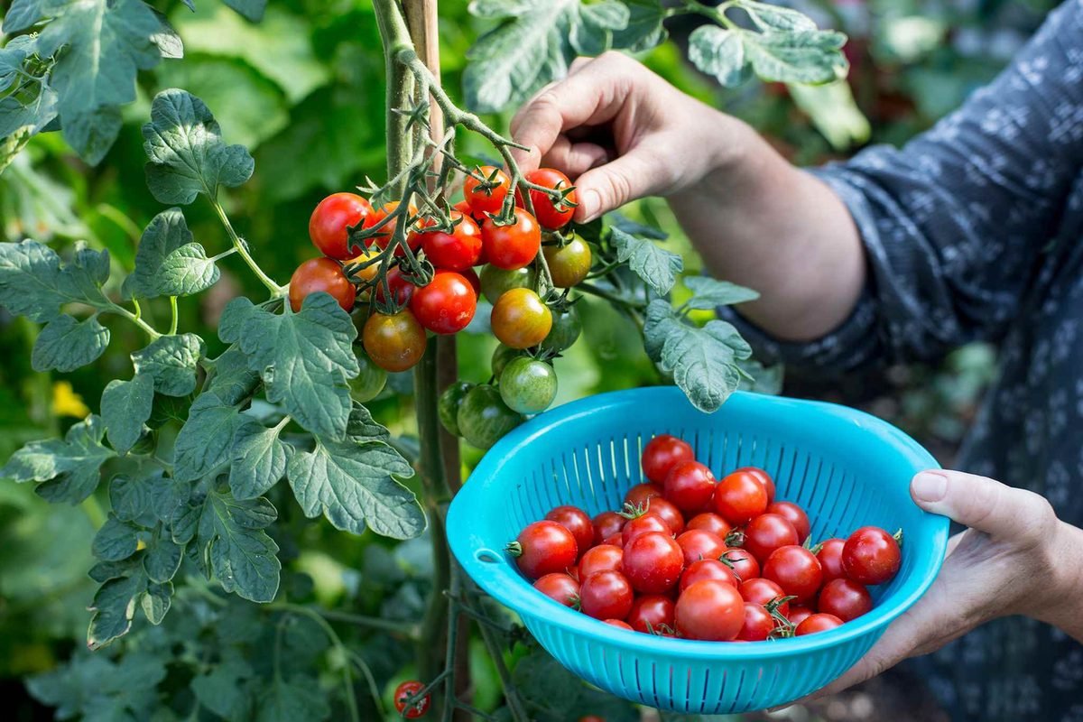 How to maximize the late-season tomato harvest – Some Tips that Work