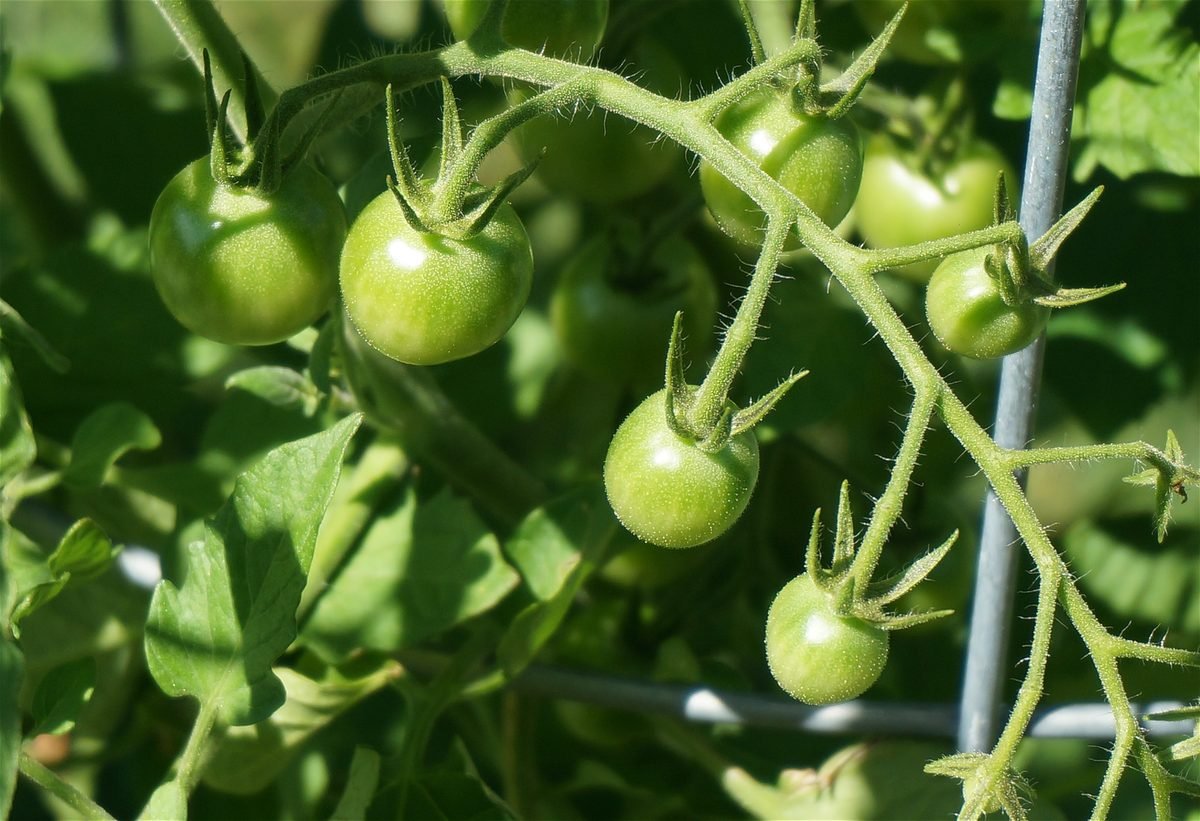 How to maximize the late-season tomato harvest – Some Tips that Work