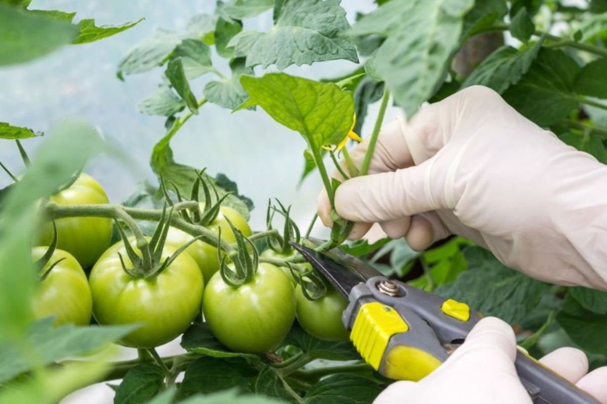 Tomato Suckers: What Are They and How Do You Deal With Them?