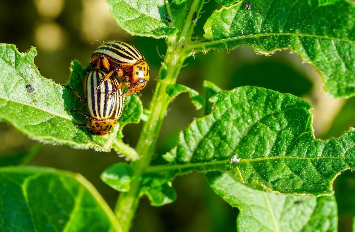 4 clever hacks of baking soda on tomato plants and 3 ways it does not ?