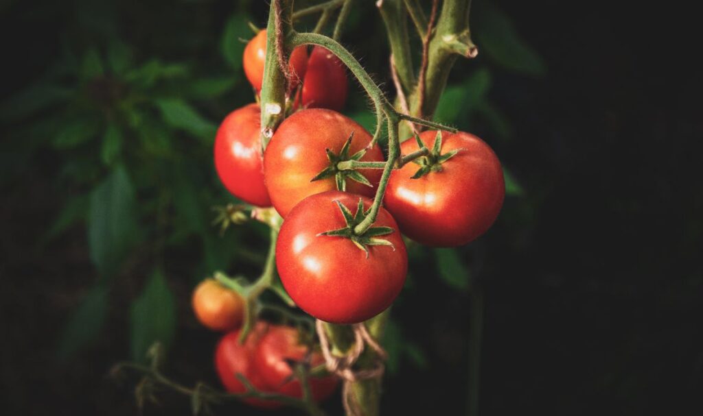 All You Need To Know About Tomatoes. - Happiness Tomato