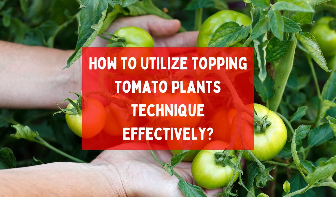 How To Utilize Topping Tomato Plants Technique Effectively? - Happiness ...