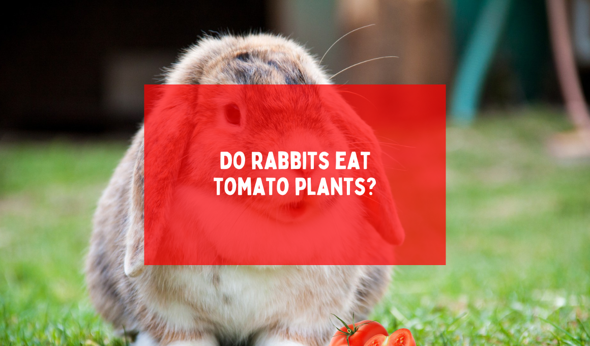 Do rabbits eat tomato plants? - Happiness Tomato